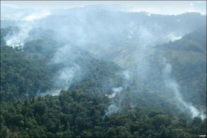 mau-forest_bbc-news