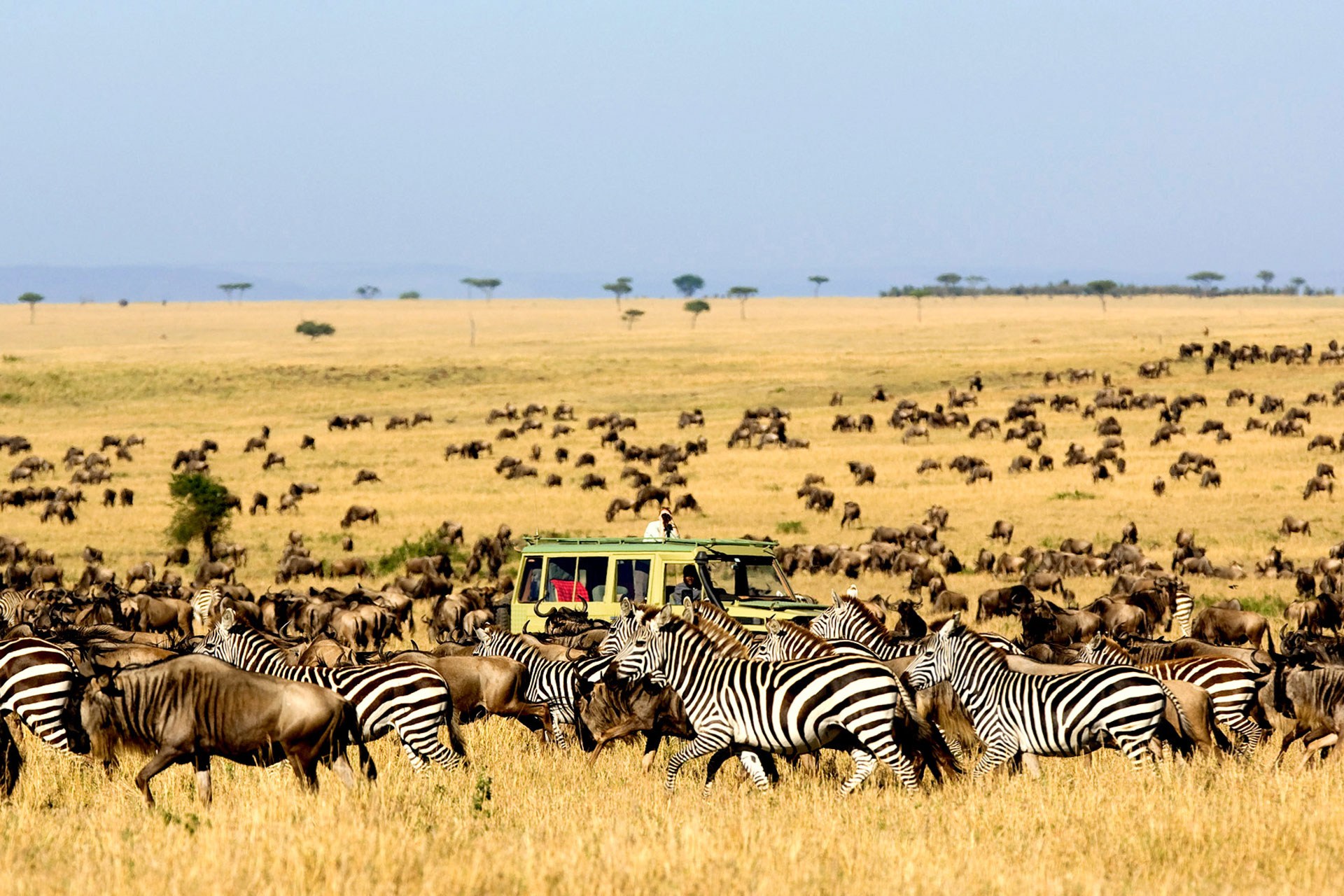 migration_olakira_lamai_safari_traveller_9jul13_pr